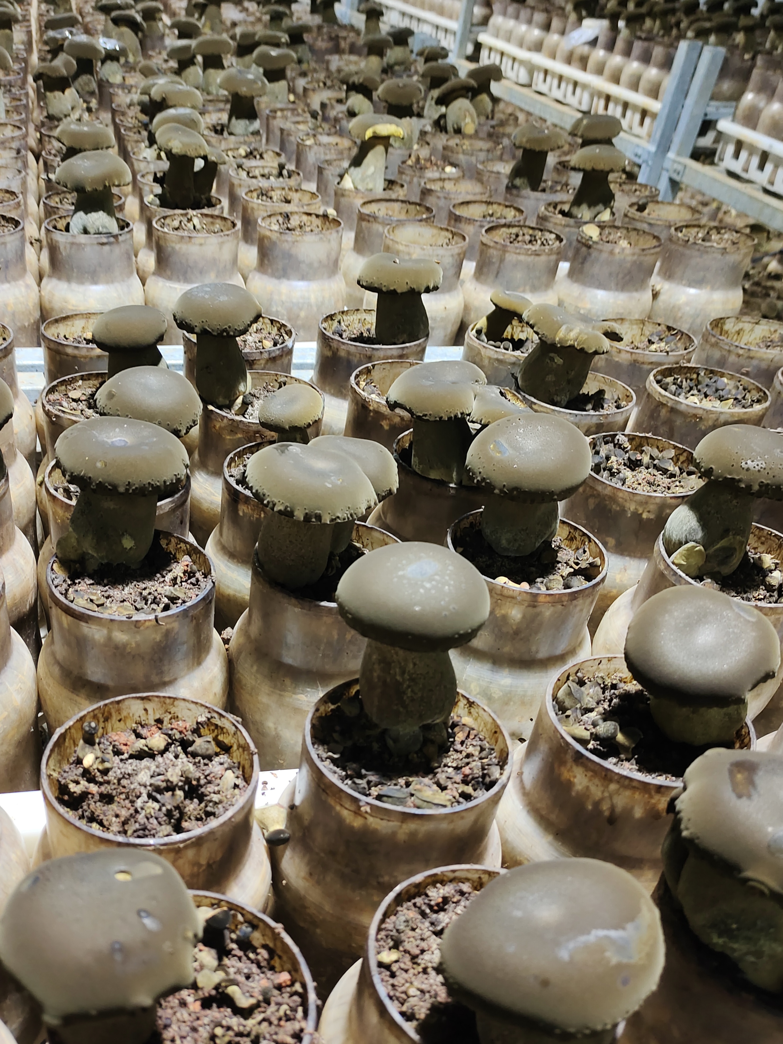 郵儲銀行黔西南分行“貸”動小菌菇長成大産業_fororder_28313e6b1955430f8850bd5976c65087