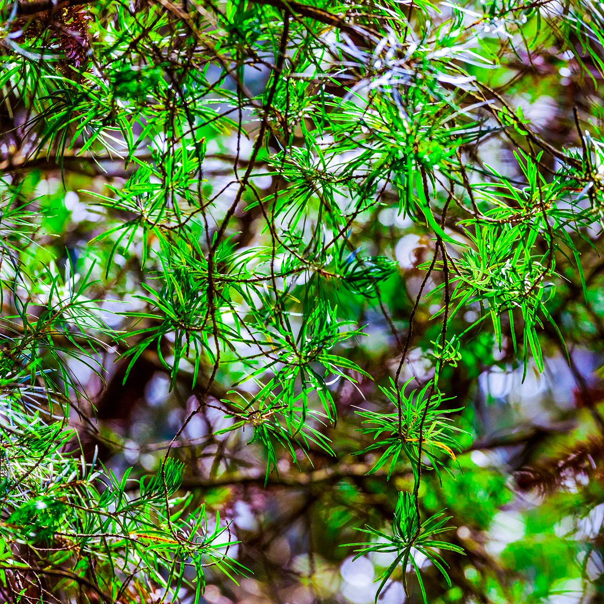 萬物共生處 大美不言時｜2025世界野生動植物日貴州影像