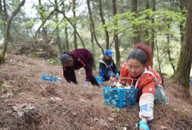現在出發！避暑就來貴陽：【一村一景】靛山村（下）：森林美食、文化韻律、探險樂園