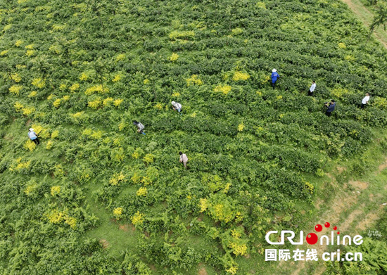 貴州盤州：以茶為媒繪就鄉村振興新畫卷_fororder_圖片1