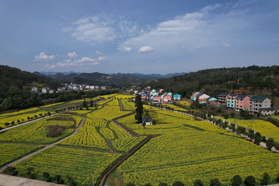 貴州鎮遠縣青溪鎮：千畝油菜花海迎春盛放_fororder_徐昌雨.JPG