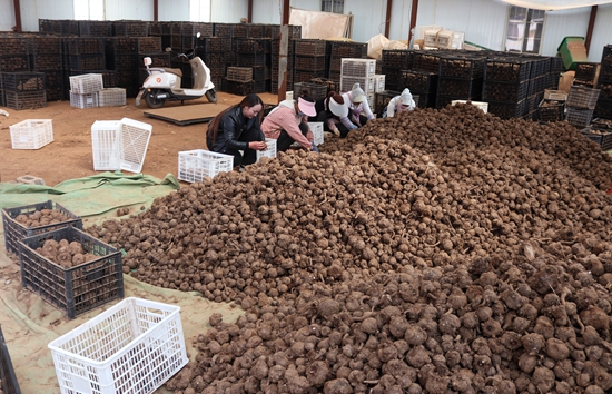 貴州威寧：魔芋種子分揀奏響春耕備耕“序曲”_fororder_圖二 劉軍林 攝