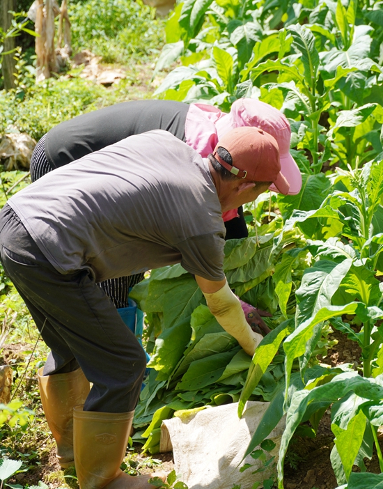 貴州鎮遠江古鎮:“金葉子”開啟致富新篇_fororder_微信圖片_20250704152112