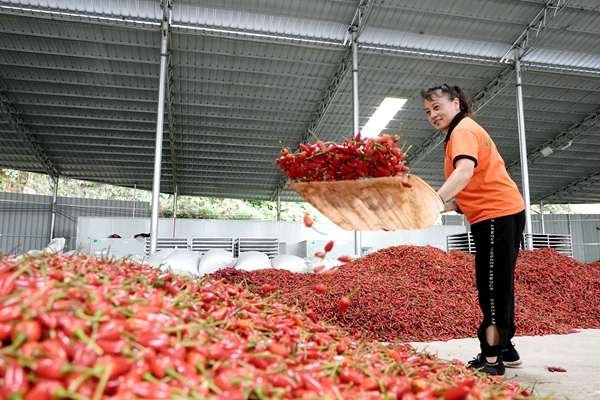 貴州鎮遠:“紅辣椒”串起致富鏈“三聯動”激活新引擎 貴州鎮遠:“紅辣椒”串起致富鏈“三聯動”激活新引擎_fororder_05