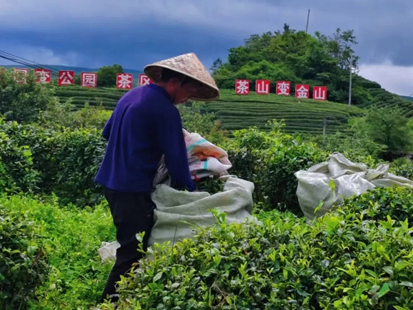 從一季旺到四季穩 貴州都勻毛尖鎮夏秋茶煥發新生機_fororder_33