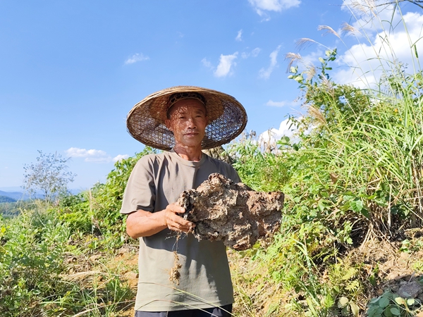 貴州施秉：茯苓豐收金滿倉_fororder_施秉縣雙井鎮剛採挖出來的茯苓