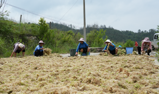 貴州六枝特區：撂荒地變“聚寶盆” 水苔種植鋪就生態致富路_fororder_640 (2)