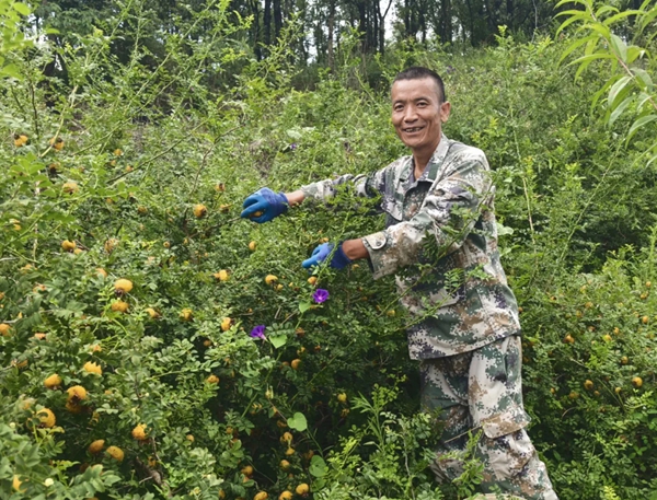 六盤水市六枝特區梭戛鄉：“刺果果”長成“金果果”_fororder_640 (2)_副本