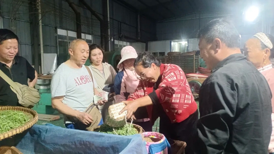 貴州都勻：春茶採摘正當時 “綠葉子” 變身 “金葉子”_fororder_村民們在結算報酬