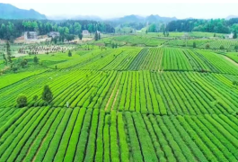 一季度出口近百噸！“梵凈抹茶”遠銷40余國和地區