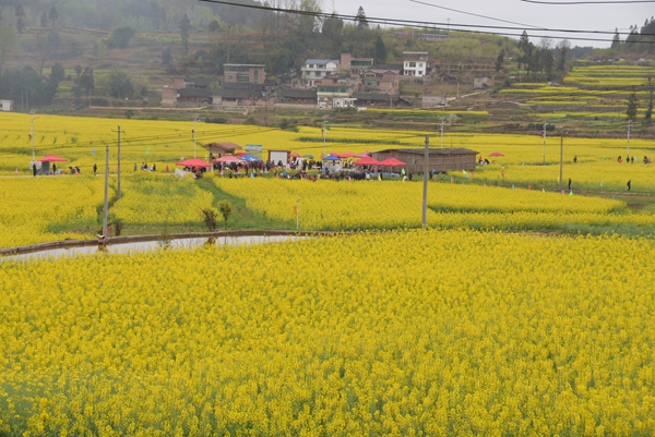 貴州施秉:油菜移栽忙 解鎖千畝農田“增收致富路” 貴州施秉:油菜移栽忙 解鎖千畝農田“增收致富路”_fororder_上翁哨壩區,春季油菜花開吸引了眾多遊客.JPG