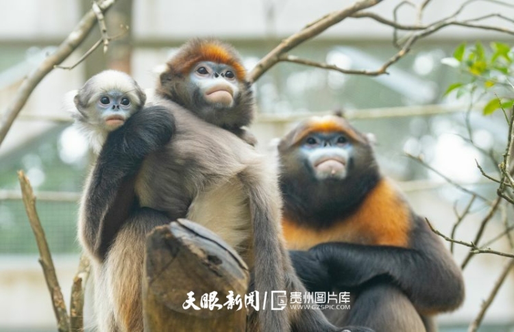 貴州的生態密碼，藏在一張張照片背後｜瀕危物種的回歸