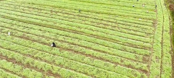 貴州鎮遠:油菜移栽繪就豐收新圖景 貴州鎮遠:油菜移栽繪就豐收新圖景_fororder_640 (1)
