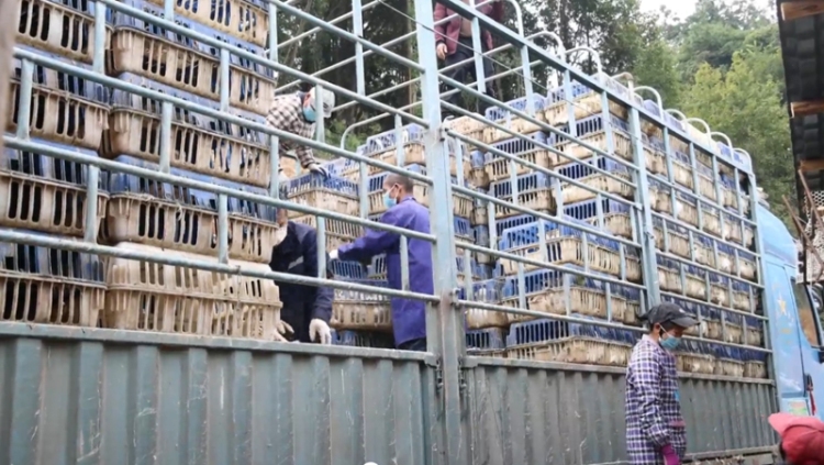 田疇沃野繪“豐”景 “農”墨重彩譜新篇——黔東南州“十四五”時期農業農村發展亮點綜述