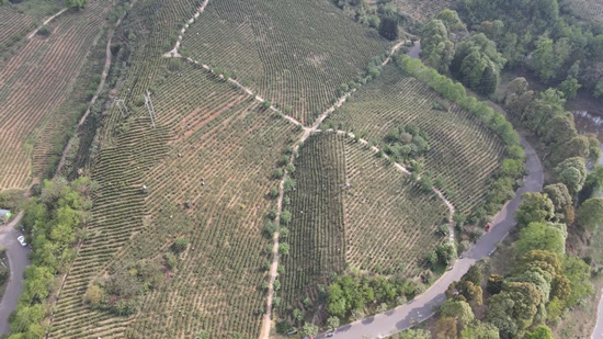 貴州晴隆：以茶為媒 續寫富民強縣新篇章_fororder_微信圖片_20250418145347