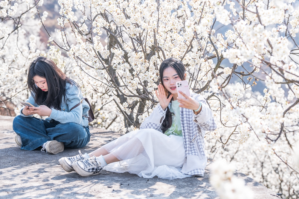 貴州畢節：踏春賞花正當時_fororder_2025年3月2日，遊客在貴州省畢節市納雍縣厙東關鄉陶營村櫻花園裏遊玩賞景 (17)