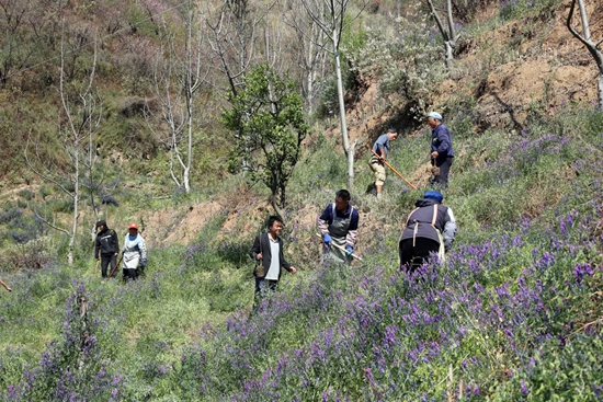 貴州威寧金鐘鎮:“立體農業”托起高原“雲端果園”_fororder_640 (5)