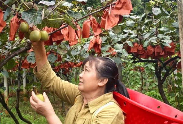 貴州六盤水水城區猴場鄉：甜“獼”上市 果香滿溢助農增收_fororder_640_副本
