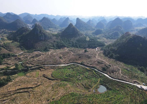 貴州省獨山縣壩望村：金秋砂糖橘搶“鮮”上市 “金果果”鋪就甜蜜致富路_fororder_111_副本