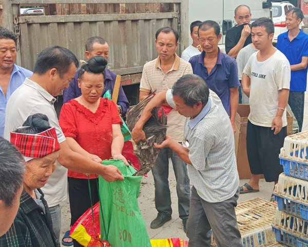 貴州省施秉縣雙井鎮：“鴨”軸轉出振興路 産業獎補惠民生_fororder_村民將發放的鴨子裝進袋子1