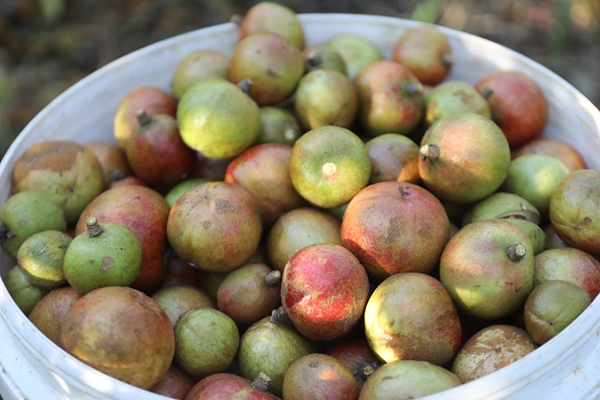 貴州省鎮遠縣羊場鎮：金秋十月油茶香 漫山“金果”鋪就振興路_fororder_AO2A0117.JPG