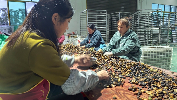 貴州貴定:6000余畝油茶迎豐收_fororder_村民分撿油茶籽