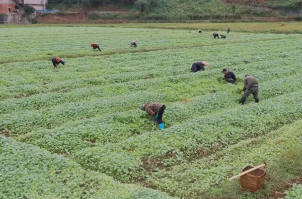 貴州鎮遠:油菜移栽繪就豐收新圖景 貴州鎮遠:油菜移栽繪就豐收新圖景_fororder_640
