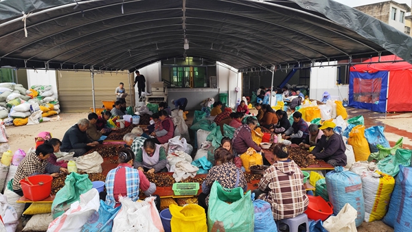 貴州貴定:6000余畝油茶迎豐收_fororder_村民集中分撿油茶籽