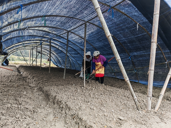 貴州施秉：百畝羊肚菌落地 沃野繪就振興新景_fororder_施秉縣馬號鎮群眾在羊肚菌基地挖溝