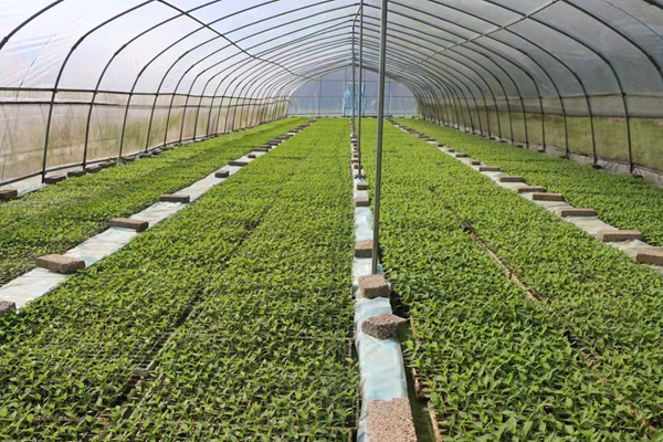 貴州鎮遠:“紅辣椒”串起致富鏈“三聯動”激活新引擎 貴州鎮遠:“紅辣椒”串起致富鏈“三聯動”激活新引擎_fororder_01