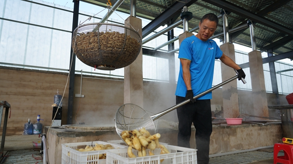 貴州鎮遠縣羊場鎮：新生産線“喚醒”深山寶藏 “鏈”就天麻産業新高地_fororder_DSC09897.JPG