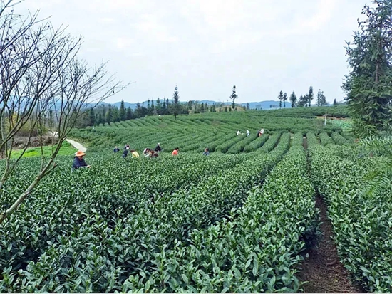 貴州黔西南州打造早茶産業新高地_fororder_640 (2)