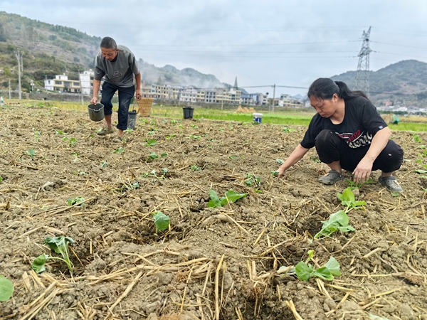 貴州仁懷茅壩鎮：稻油輪作助增收 機械助力搶農時_fororder_村民們正在移栽油菜