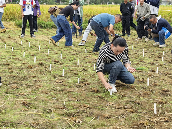 貴州貴定：秋分時節農事忙 鄉村慶豐收_fororder_圖片6