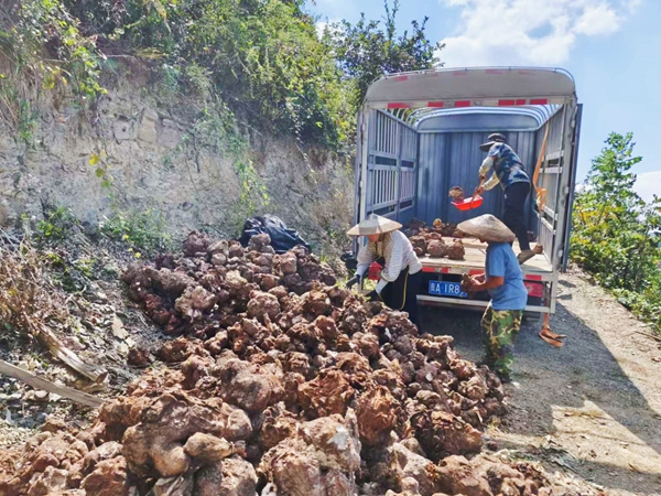 貴州施秉：茯苓豐收金滿倉_fororder_施秉縣雙井鎮村民將茯苓裝車