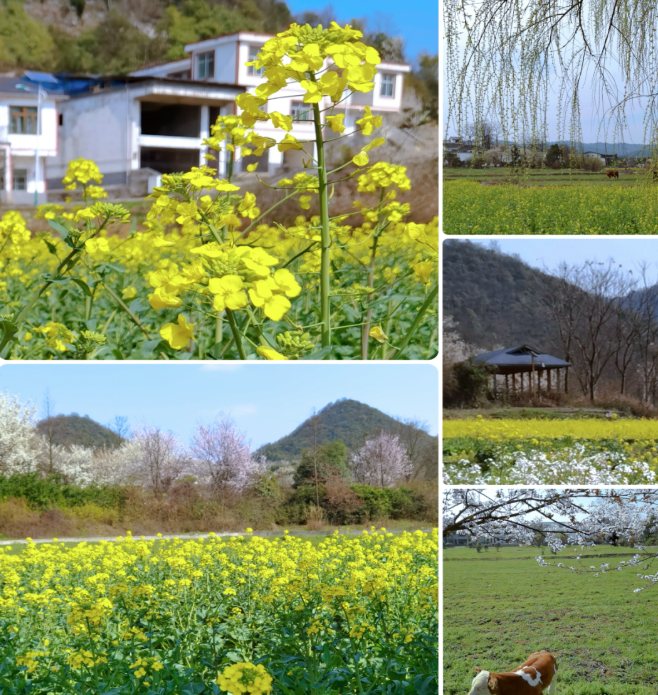 現在出發！避暑就來貴陽：一村一景：燈相約 花為媒 去蓬萊搭乘“四季列車”