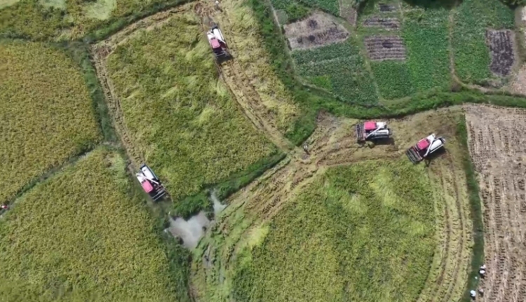 田疇沃野繪“豐”景 “農”墨重彩譜新篇——黔東南州“十四五”時期農業農村發展亮點綜述