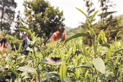 貴州畢節七星關太極村:“種業晶片”喚醒千年茶韻_fororder_11