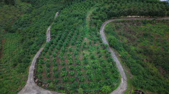 貴州惠水：橋邊果園甜度持續上升_fororder_1749783539006-果園一角