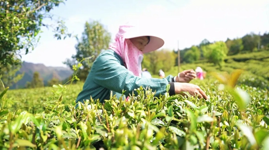 貴州盤州:茶香四溢産業興_fororder_640 (4)