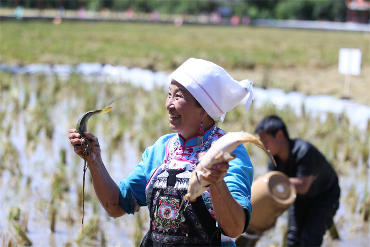 9月13—14日，黔南州龍裏縣灣灘河鎮將舉辦稻田美食音樂節！