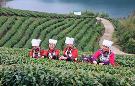 貴州都勻：興特色産業 強縣域經濟_fororder_茶農採摘都勻毛尖茶.webp