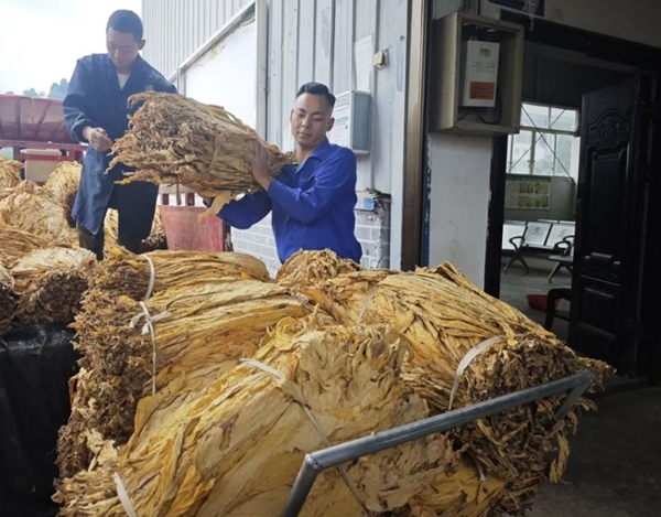 貴州六盤水市水城區烤煙收購工作全面啟動_fororder_1_副本