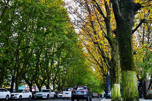 貴陽白雲梧桐大道秋意鋪展_fororder_圖片5