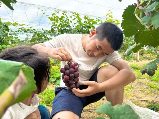 葡萄藤下藏“金” 貴州都勻勻東鎮有雙贏“密碼”_fororder_640 (1)