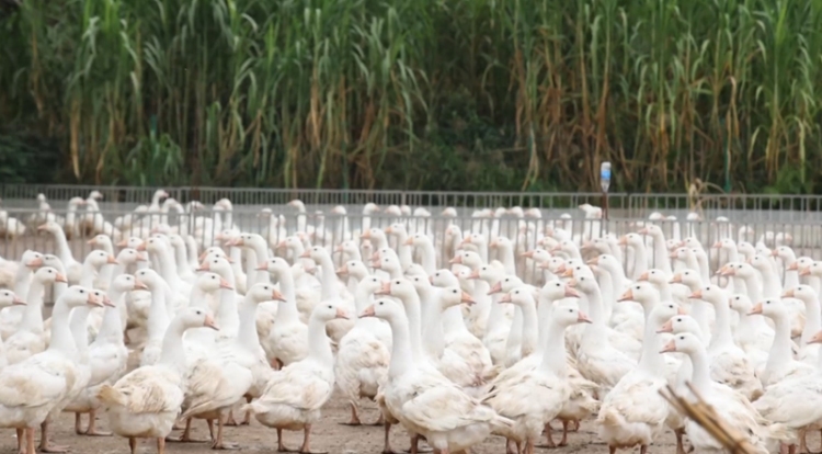 田疇沃野繪“豐”景 “農”墨重彩譜新篇——黔東南州“十四五”時期農業農村發展亮點綜述