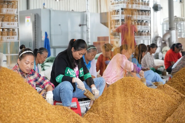 貴州天柱：4000余畝羊肚菌種植全面啟動 繪就鄉村振興新圖景_fororder_3