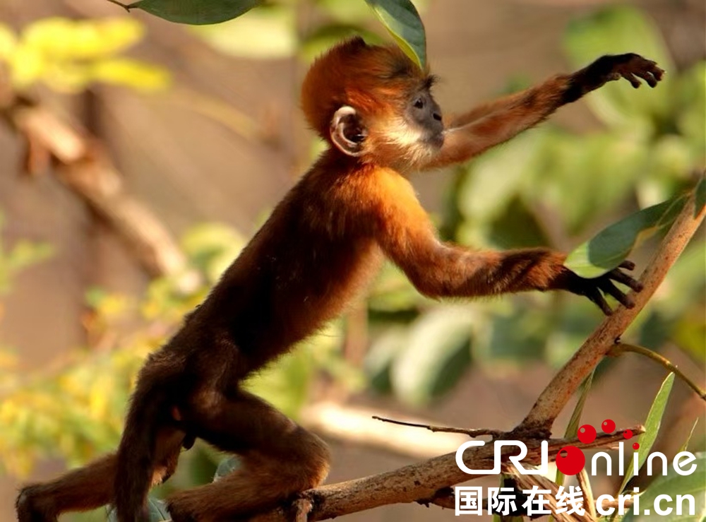 北盤江大峽谷沿岸今年首次出現黑葉猴種群活動_fororder_圖片3