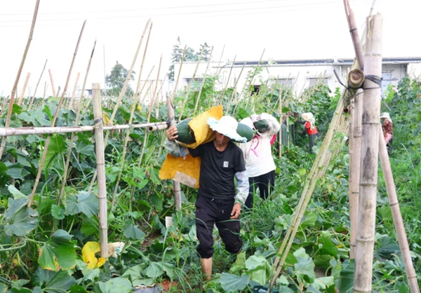 畝産22000斤 貴州獨山縣陽地村黑皮冬瓜豐收_fororder_640 (1)_副本