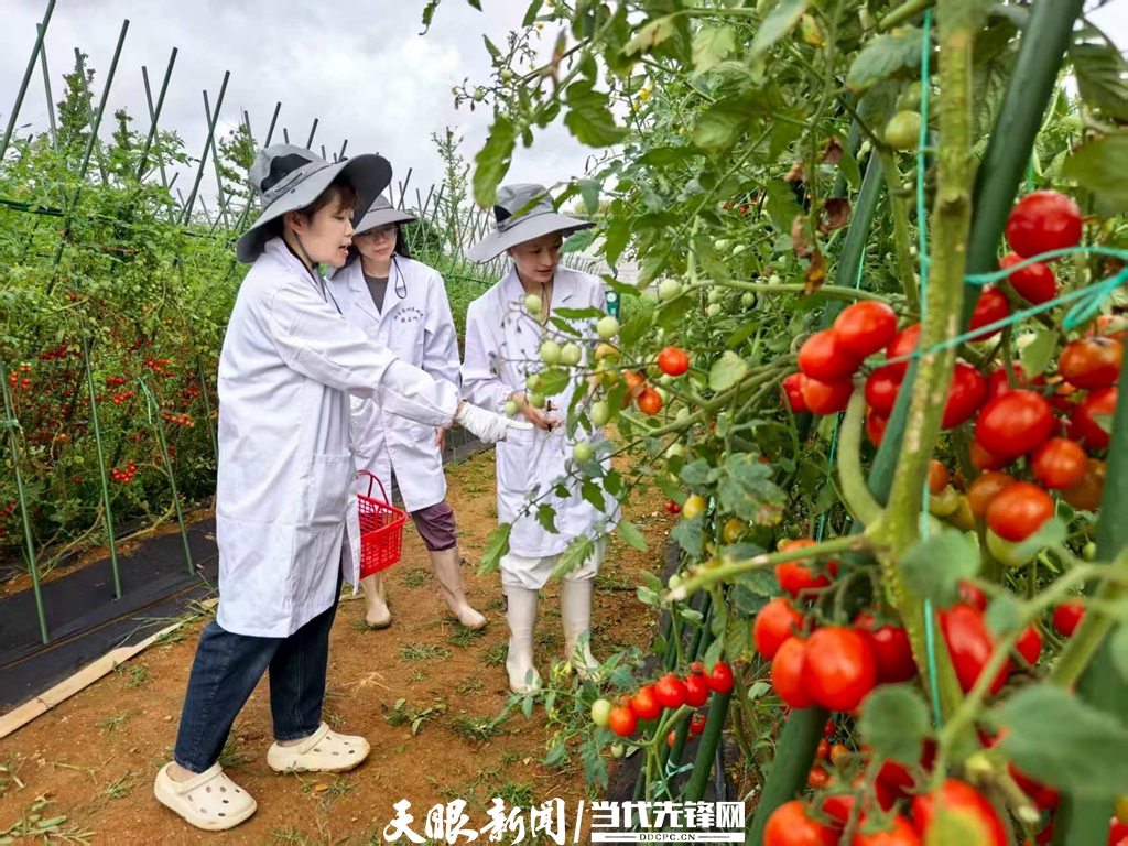 風味密碼|“酸”從何處來?——藏在“毛辣果”裏的黃金酸度 風味密碼|“酸”從何處來?——藏在“毛辣果”裏的黃金酸度